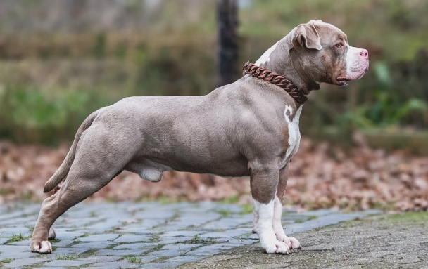 Most Wanted Bullys (Norddeutschland)