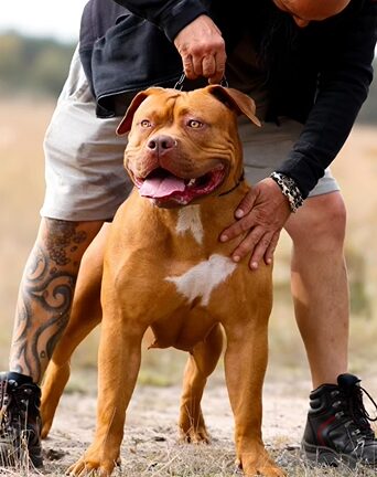 XL Genesisbullz Dronning Lagertha