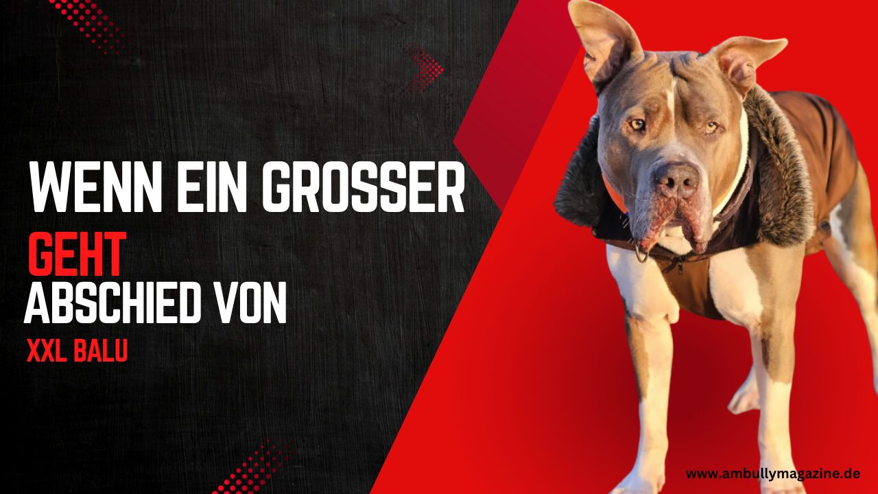 XL Balu (†) – Abschied von einem Hund, den viele begleitet haben