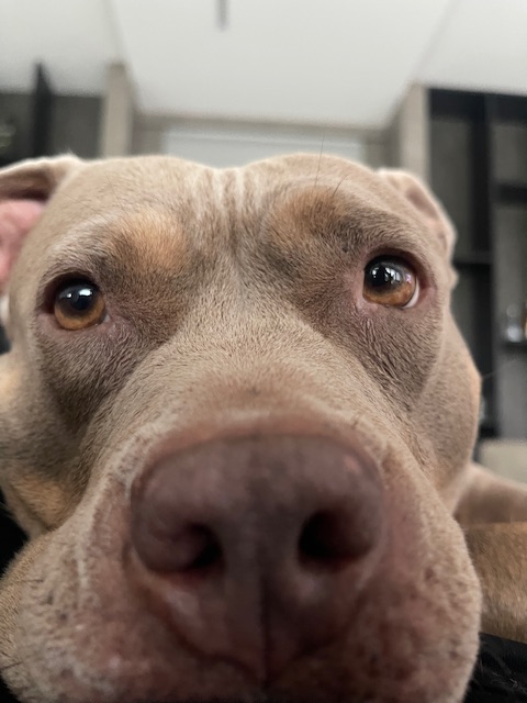 American Bully Hündin von Maria Till