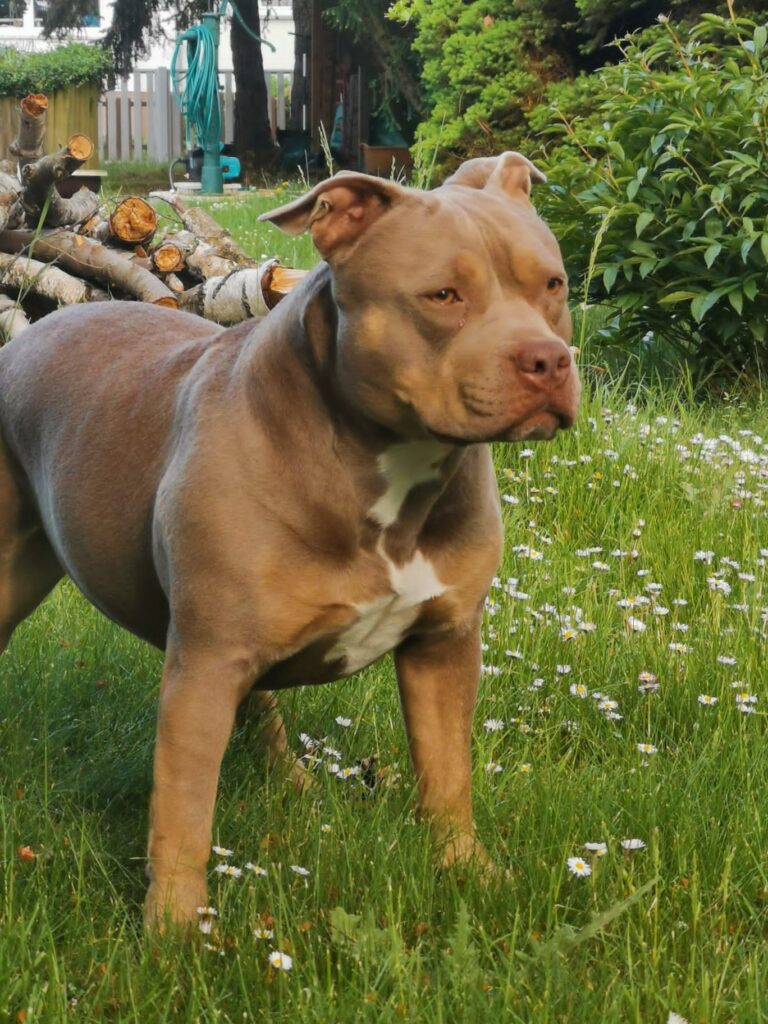 American Bully Hündin von Maria Till