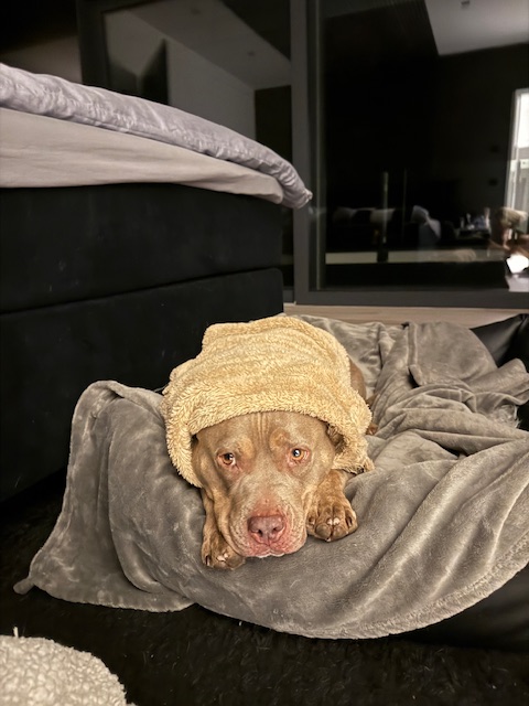 American Bully Hündin von Maria Till