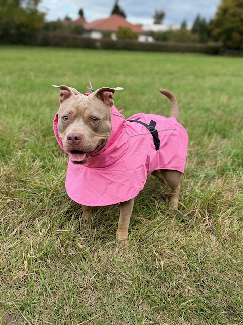 American Bully Hündin von Maria Till