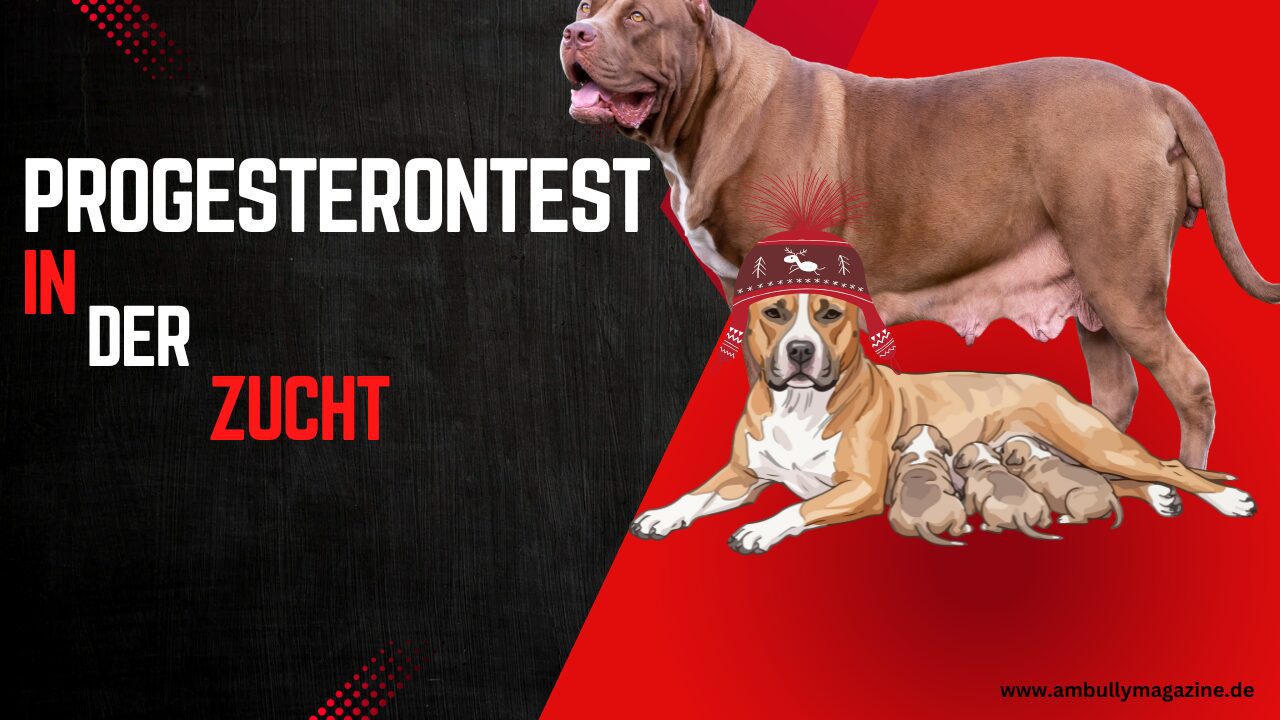 Der richtige Moment entscheidet alles – warum Progesteron in der modernen American Bully-Zucht unverzichtbar ist