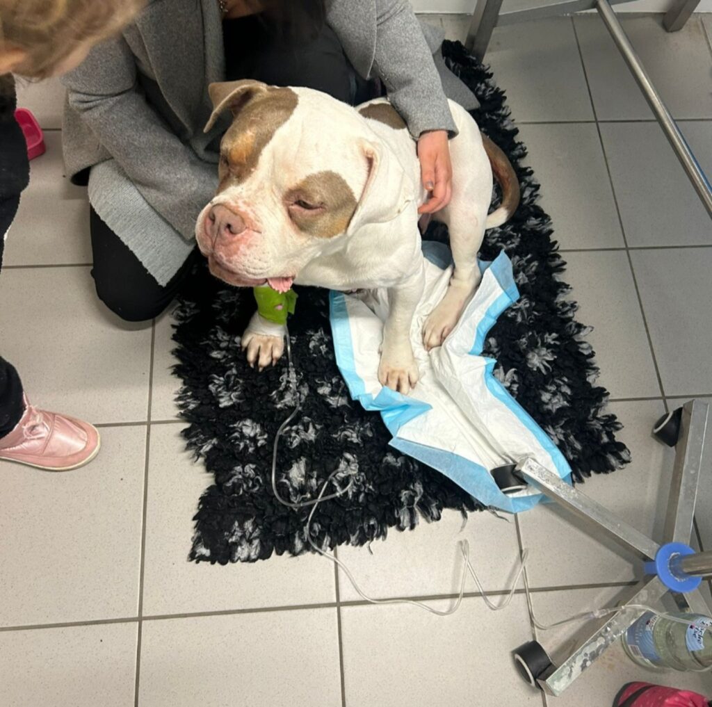 Institut Forschung Listenhunde e.V.