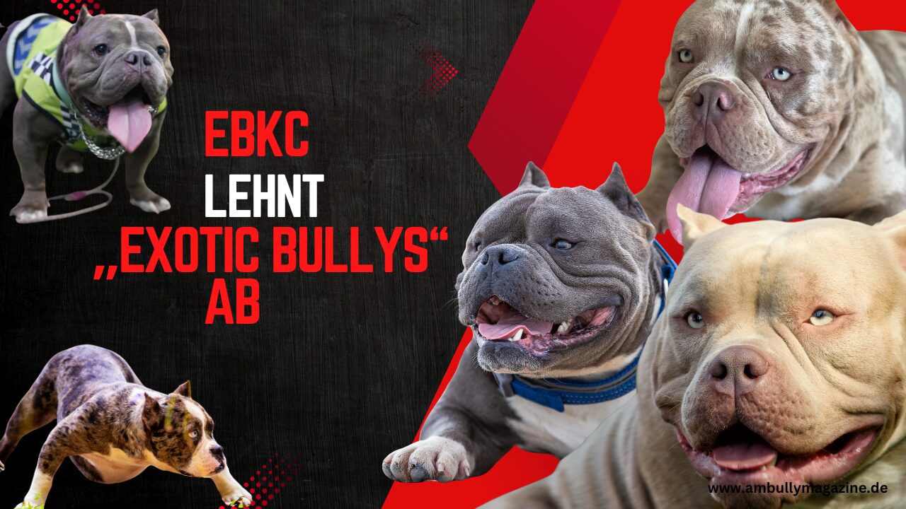 Die klare Haltung des EBKC zu „Exotic Bullys“