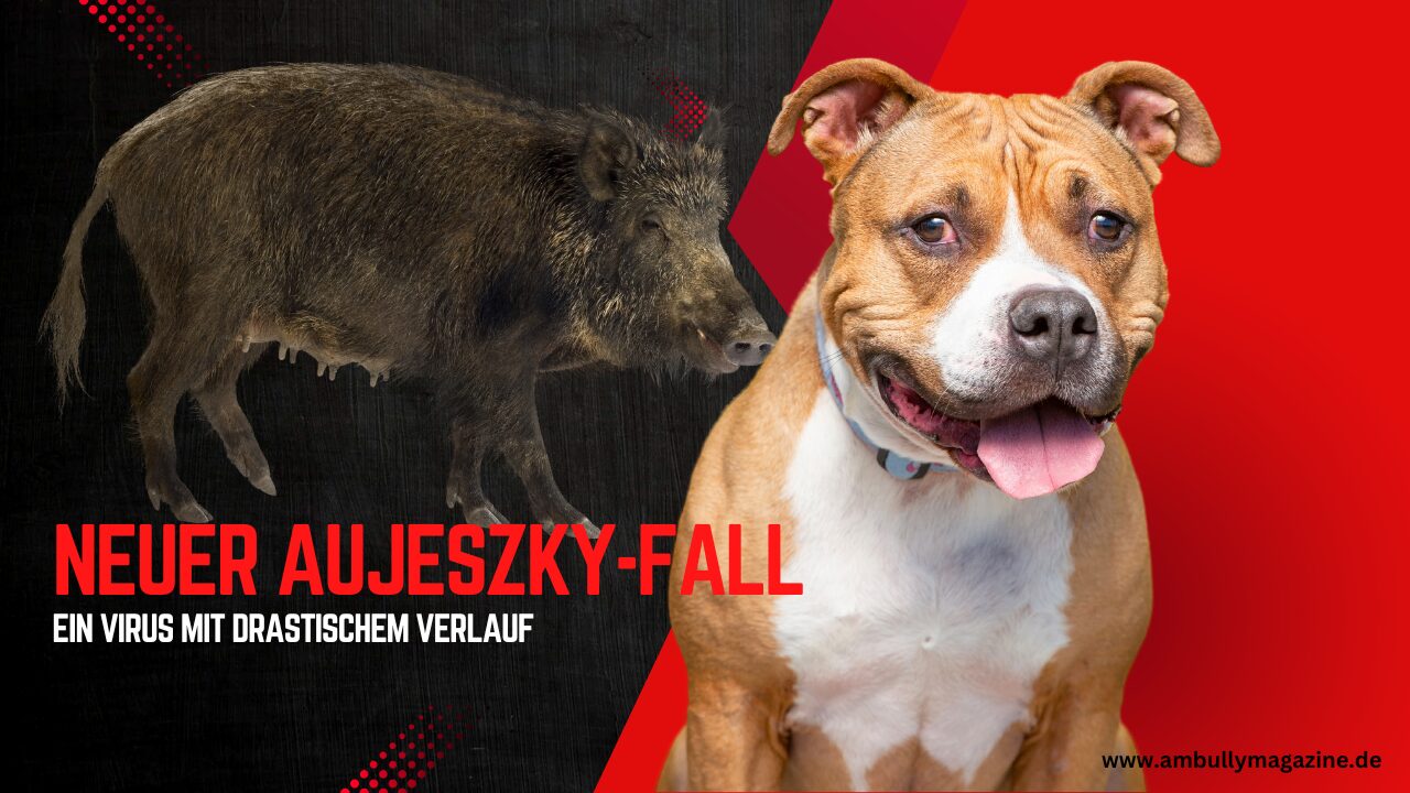 Alarm im Revier – Neuer Aujeszky-Fall sorgt für Unruhe in der Bully-Szene
