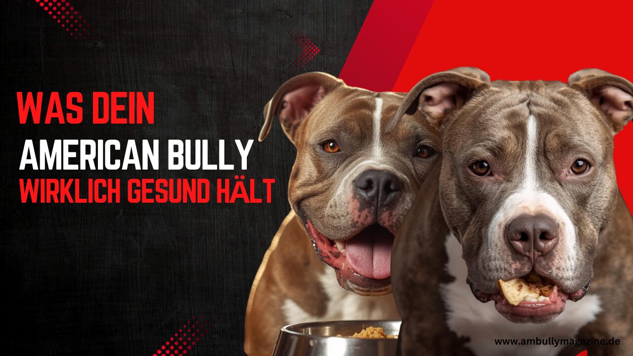 Haut, Fell und Gesundheit beim American Bully