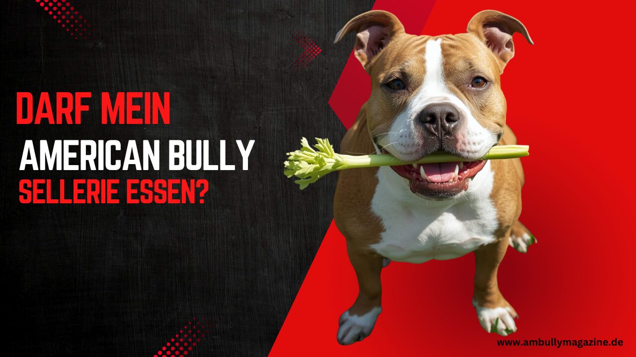 Sellerie Power-Bombe beim American Bully