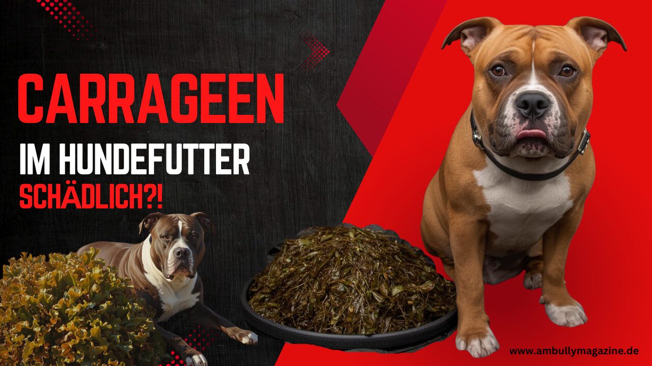 Carrageen im Hundefutter – unterschätztes Risiko oder harmloser Zusatzstoff?