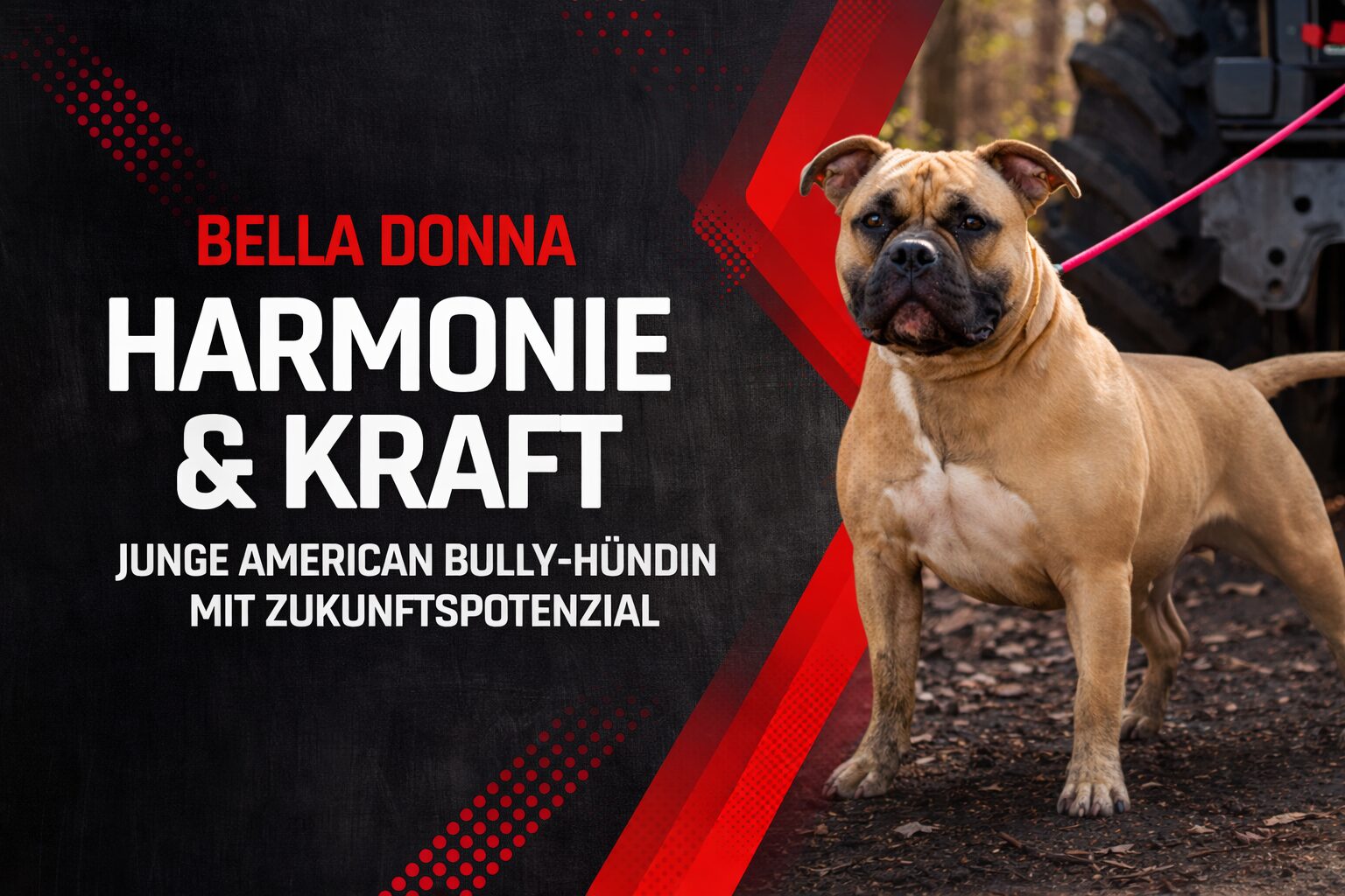 Bella Donna – junge Pocket-Hündin mit Substanz, Ausdruck und Perspektive
