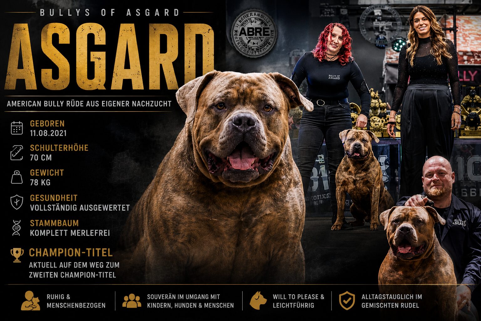 Champion von Bullys of Asgard – American Bully XL mit Fokus auf Gesundheit und Wesen