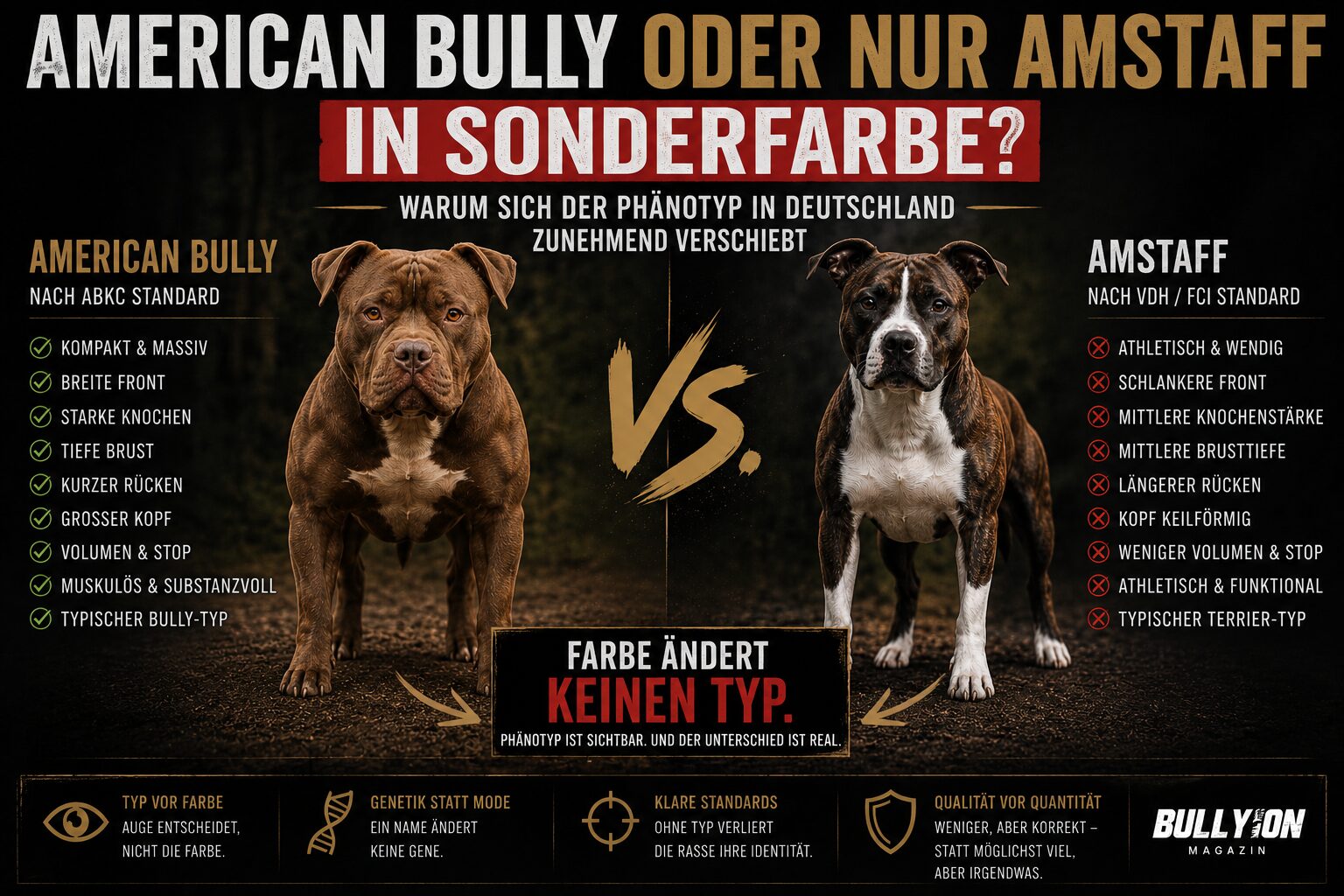 American Bully oder nur American Staffordshire Terrier in Sonderfarbe?