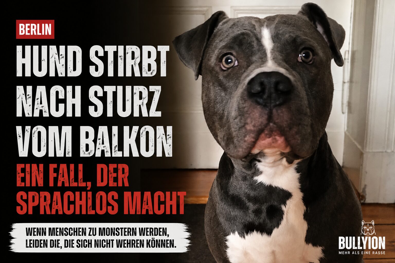 Listenhund vom Balkon geschmissen – Berlin