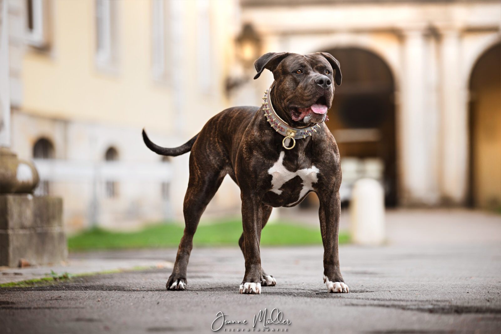 FUTURE BULLS THE DARK NIGHT – BLACK BRINDLE STATT BLUE-HYPE