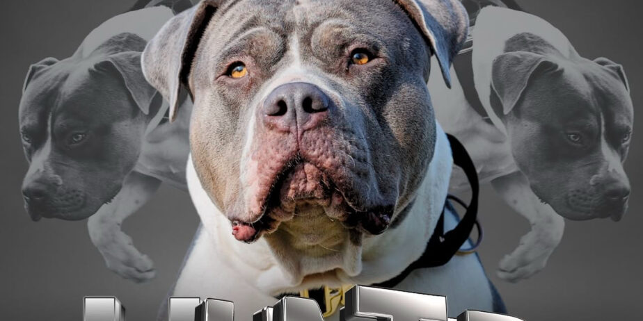 Hunter – XL American Bully