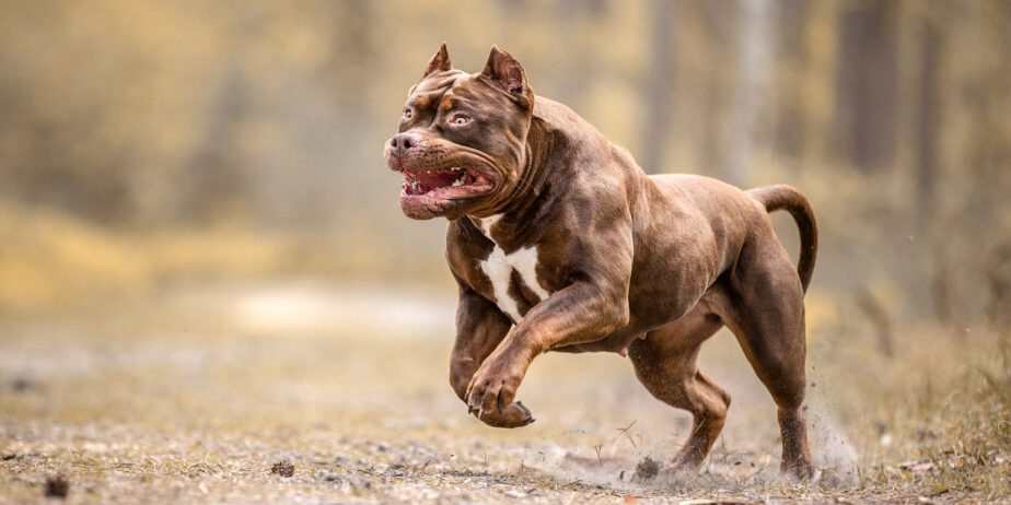 XL Genesisbullz