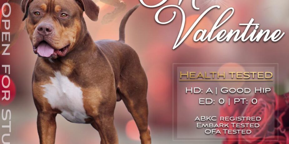 Future Bulls Mr. Valentine