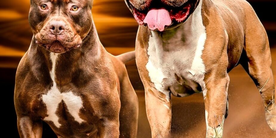 DDK9 HULK MEETS ALPHADOG GRIZZLY