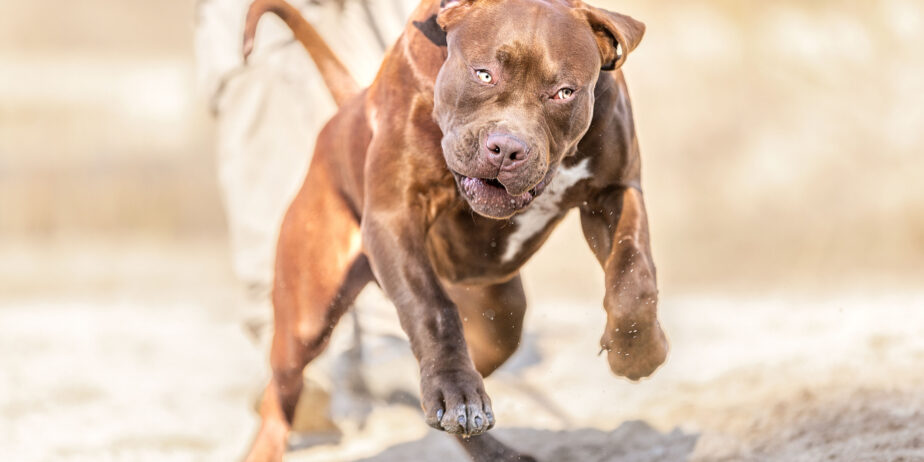 DDK9 HULK MEETS ALPHADOG GRIZZLY